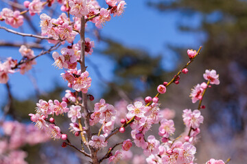 Beautiful Japanese apricot blossoms that bloom in early spring ‘Rekkoubai’.