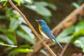 Bird (Tickell's Blue Flycatcher) in nature wild