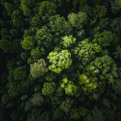 Fototapeta premium Aerial top view of a forest big green trees dark tone background sustainable.