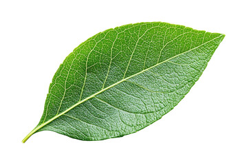 Obraz premium Leaf nature botanical isolated detail isolated on transparent background, png