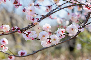 Beautiful pink Japanese apricot blossoms.