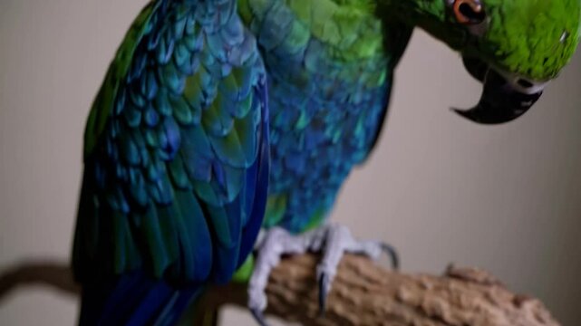 Vibrant green parrot revealing extraordinary plumage while perching securely on natural branch, showcasing intricate feather details and inquisitive avian character
