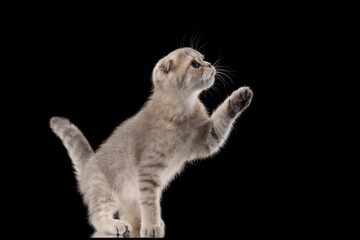 A gray kitten is captured mid-paw against a plain black background. The dramatic and simple setup...