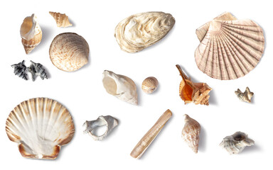 Set of different sea shells: scallop, oysters, snails . Sea / summer design element. With transparent natural shadow. Cut out. On isolated transparent background. PNG