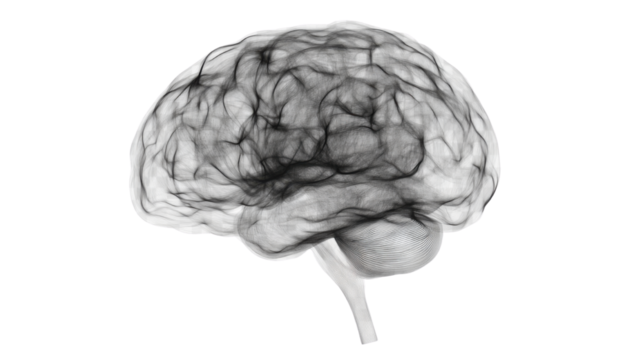 Human Brain Isolated on White Background for Medical and Scientific Use