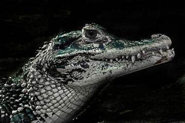Black caiman`s head. 