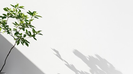 Elegant green plant casting shadows against white background in minimalist interior space