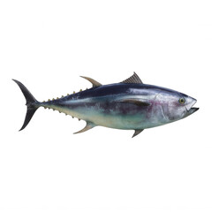 Fototapeta premium Photorealistic Tuna Fish Side View Transparent Background