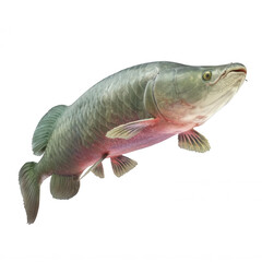 Realistic Arapaima Fish with Prehistoric Look on White Background Transparent Background
