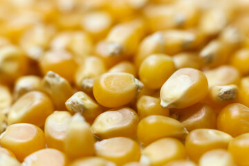 macro photo of corn kernels , shallow depth of field