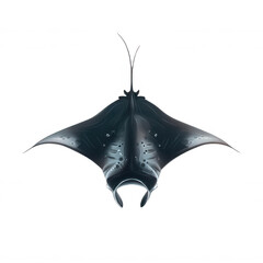 Realistic Manta Ray Top View on White Background Transparent Background