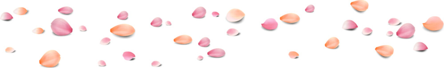 Realistic red rose petals with transparent background. Valentine love, spring and wedding floral cherry blossom background