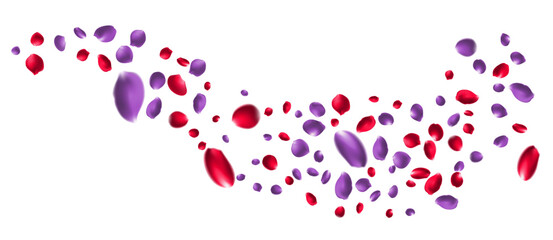 Realistic red rose petals with transparent background. Valentine love, spring and wedding floral cherry blossom background