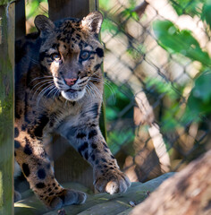 Formosan Clouded Leopard - Neofelis nebulosa brachyura