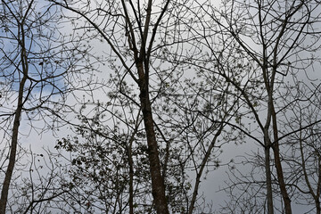 View of a rubber tree during its leaf shedding season in a rubber plantation