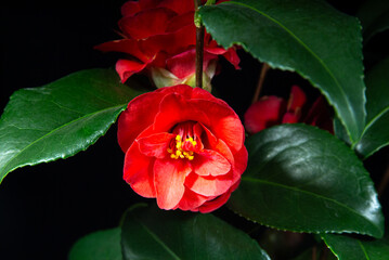 Camellia Red Flower Blooming on a Black Background. Camelia Plant Open Blossom. Variety Cambelli