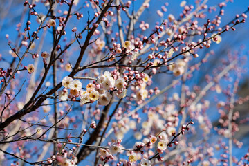 Beautiful Japanese apricot blossoms that bloom in early spring ‘Yamatobotan’.