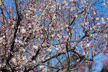 Beautiful Japanese apricot blossoms that bloom in early spring ‘Yamatobotan’.
