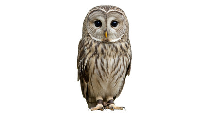 Isolated Barred Owl