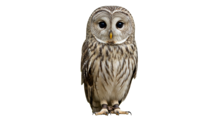 Isolated Barred Owl