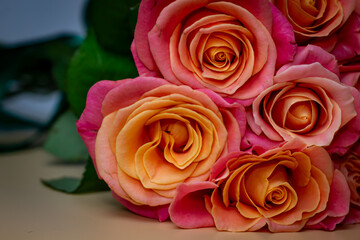 Bouquet of pink roses on a peach-colored background, in pastel colors