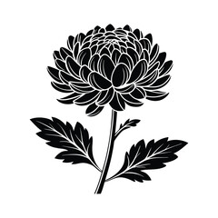 Silhouette of a chrysanthemum flower