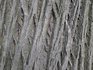 Closeup texture background of the pattern in the bark on a tree trunk.