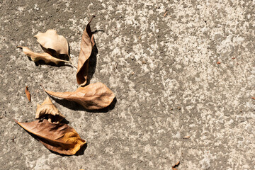 Dry leaf on dirty concrete.
