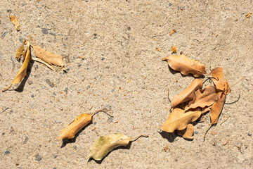 Dry leaf on dirty concrete.