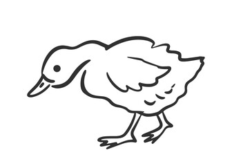 Cute Whimsical Duck Farm Bird Hand Drawn Sketch