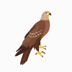 Fototapeta premium Side view of a brown bird of prey