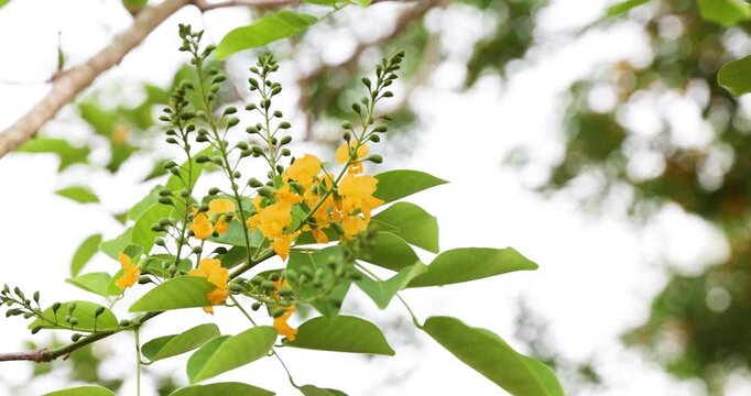Close-up Bright yellow Padauk flowers with buds are in full bloom on the tree and swaying beautifully in the morning breeze. (Pterocarpus macrocarpus) For the Myanmar water festival (Thingyan). 
