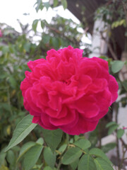 Obraz premium pink rose bush