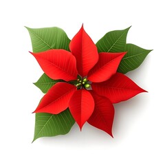 A vibrant red poinsettia flower featuring green leaves on white background