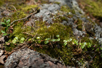 Twin flower leaves