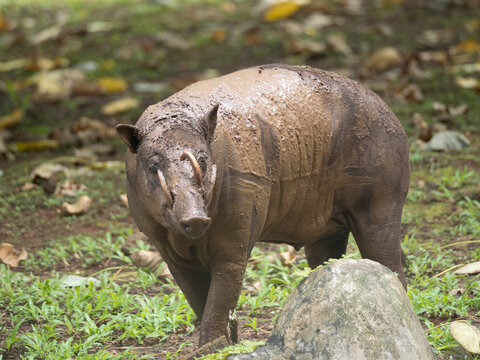 North Sulawesi babirusa