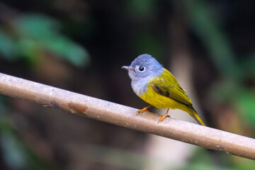 grey-headed canary-flycatcher (Culicicapa ceylonensis) seen at Dosdewa in Karimganj, Assam, India