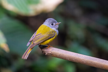 grey-headed canary-flycatcher (Culicicapa ceylonensis) seen at Dosdewa in Karimganj, Assam, India