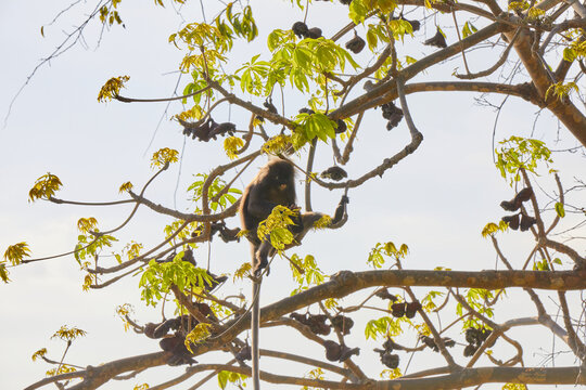 Dusky Langur climbing on branch 
