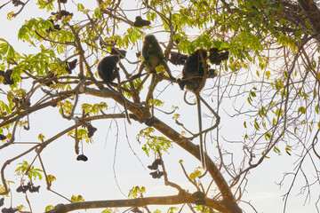 Dusky Langur climbing on branch 