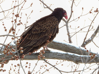 Turkey Vulture: nature's clean-up crew, waiting patiently on a branch for her turn to eat
