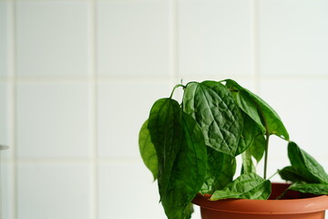 A close-up of a drooping houseplant with dark green wilted leaves in a terracotta flower pot. Set against a clean white tiled background, . High quality photo