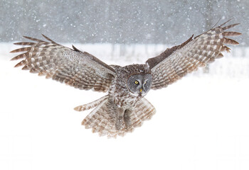 Great grey owl with wings spread out prepares to pounce on prey as the snow falls in Ottawa, Canada