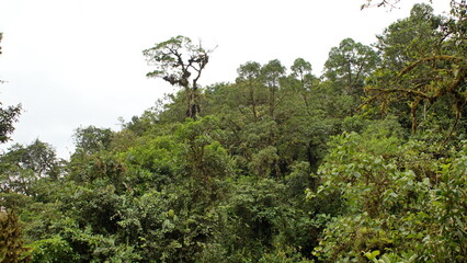 Lush jungle near El Reventador volcano in Napo, Ecuador