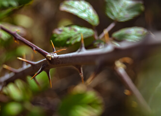 thorns on a branch