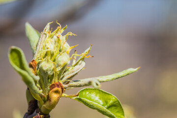 New Leaf Growth on a Beautiful Fruit Tree in the Early Spring Season of the Year
