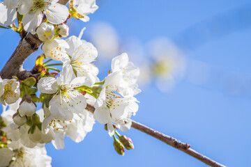 A Beautiful Cherry Blossom Tree in Full Bloom Against a Clear and Bright Blue Sky