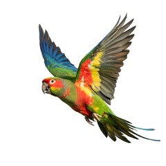 Fototapeta premium Vibrant parrot in mid-flight with outstretched wings, showcasing its colorful plumage in shades of red, green, yellow, and blue against a white background. Exotic bird captured in motion