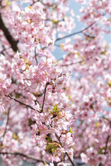 春の陽射しを浴びる桜
