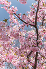 春の陽射しを浴びる桜
